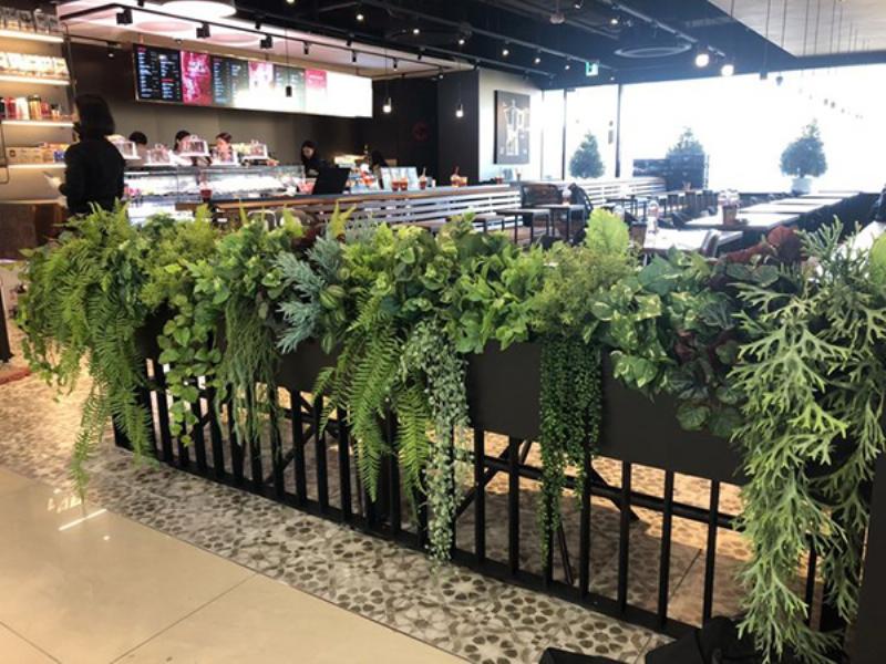 Cây Bàng Singapore cỡ lớn đặt trong không gian phòng khách hiện đại, tạo điểm nhấn sang trọng và ấn tượng, hài hòa với nội thất tối giản